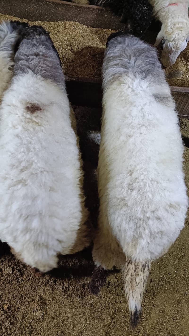 bakra 4