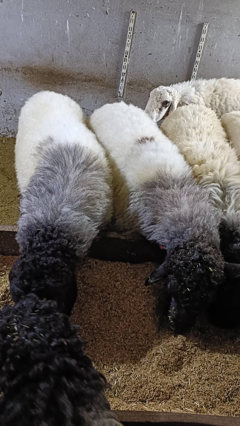 bakra 5