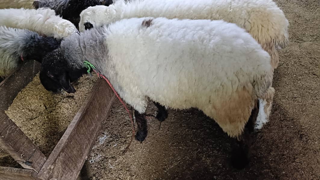 bakra 6