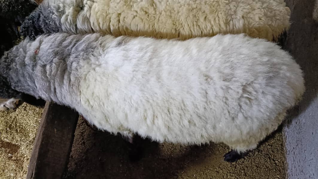 bakra 7