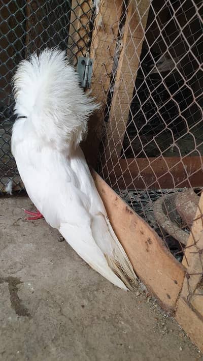 frill pigeons