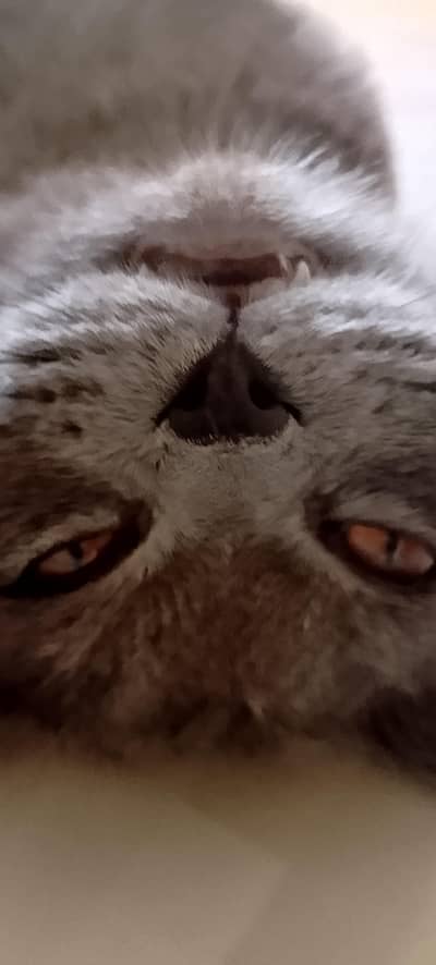 british shorthair cat