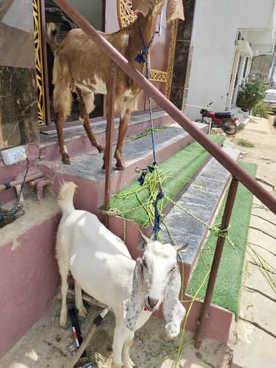 2 Dant Khassi Bakry Ghr k paly