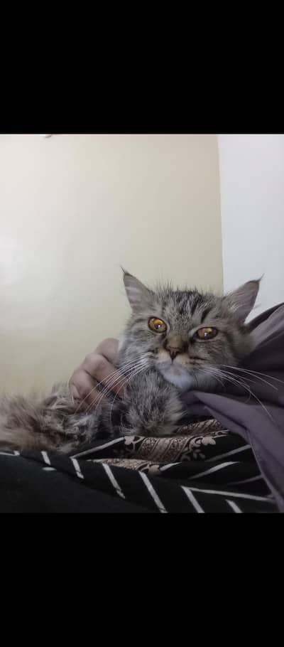 Beautiful Cat – Well Trained & Healthy