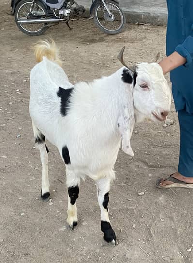 2 Band Bakra Goat Pure Ghar ka pala howa