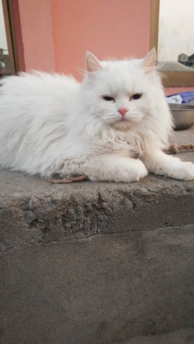 1 year triple coated  Persian cat
