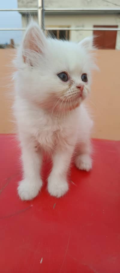 Pershion cat semi punch face
