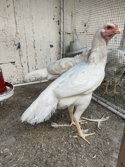 Parrot Beak Females Egg Laying