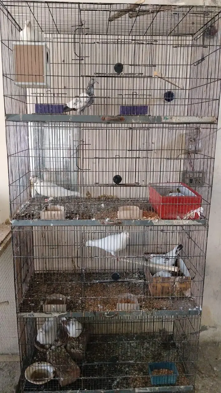 4 portions Cage available — photo 2