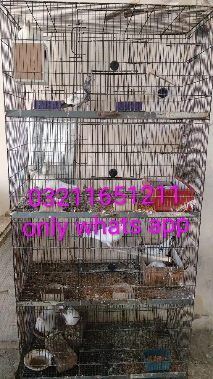 4 portions Cage available