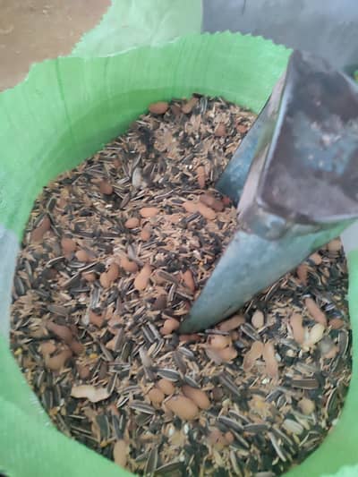 bird food