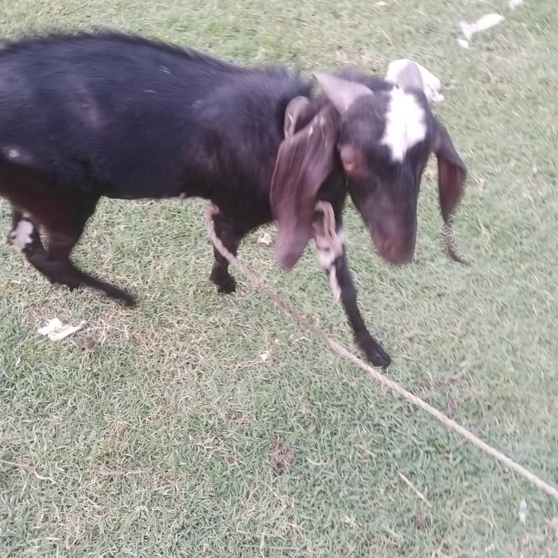 Bakra 0