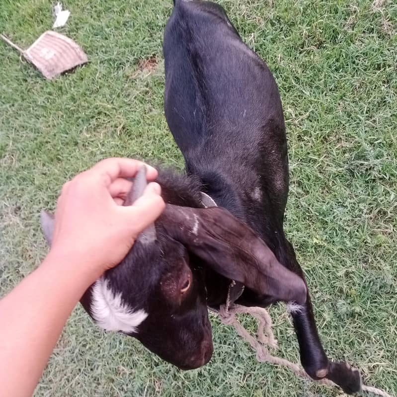 Bakra 1