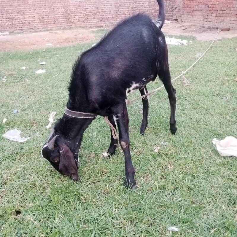 Bakra 2