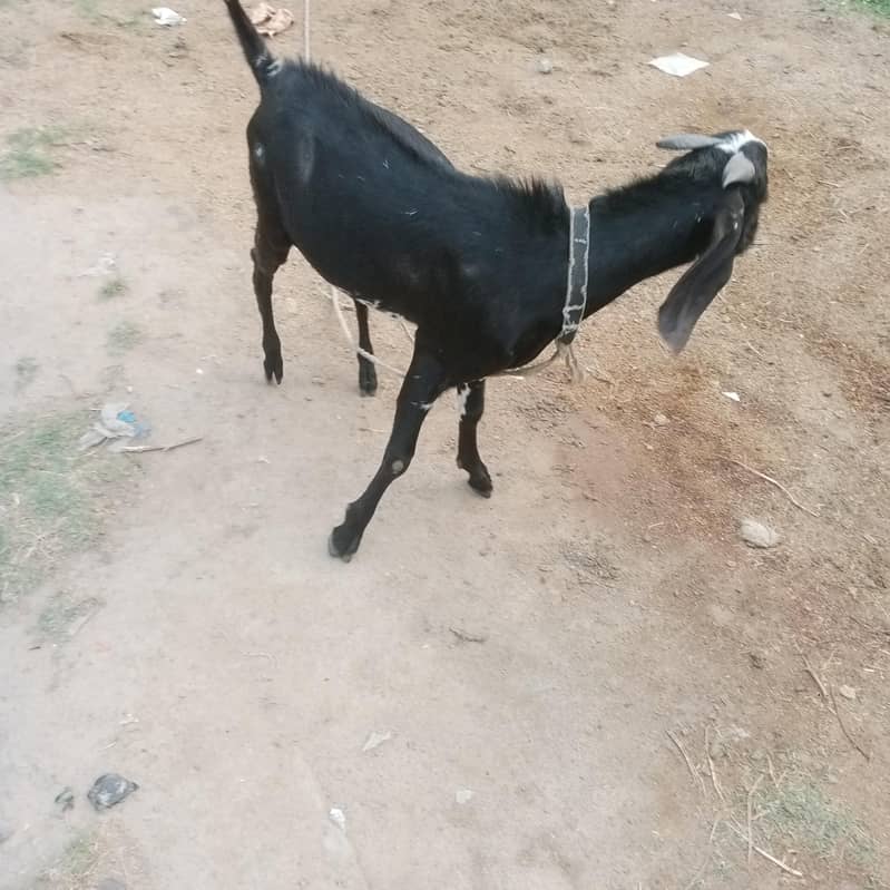 Bakra 3