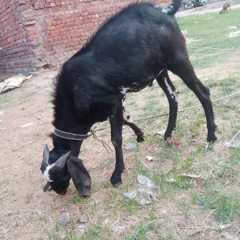 Bakra 4