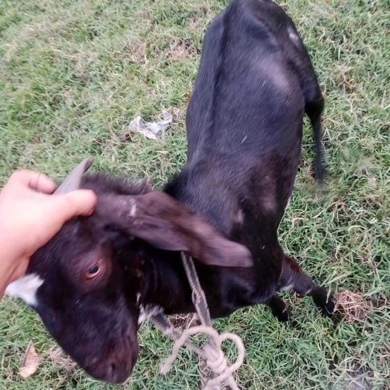 Bakra 5