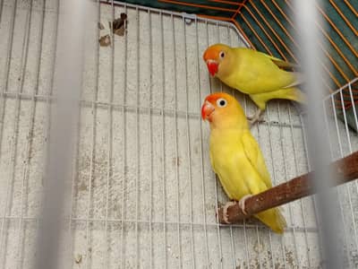 dacino plus cremino with cage and Pure kikar box 03118202396