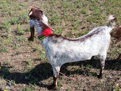 bakra sale