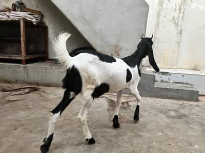 Bakri