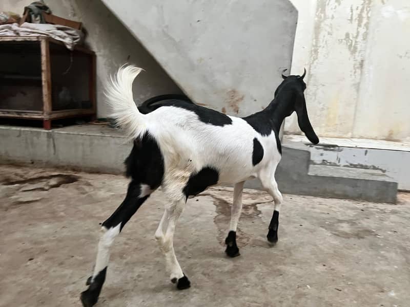 Bakri 0