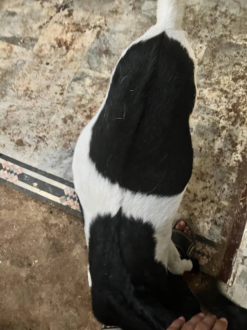 Bakri 1