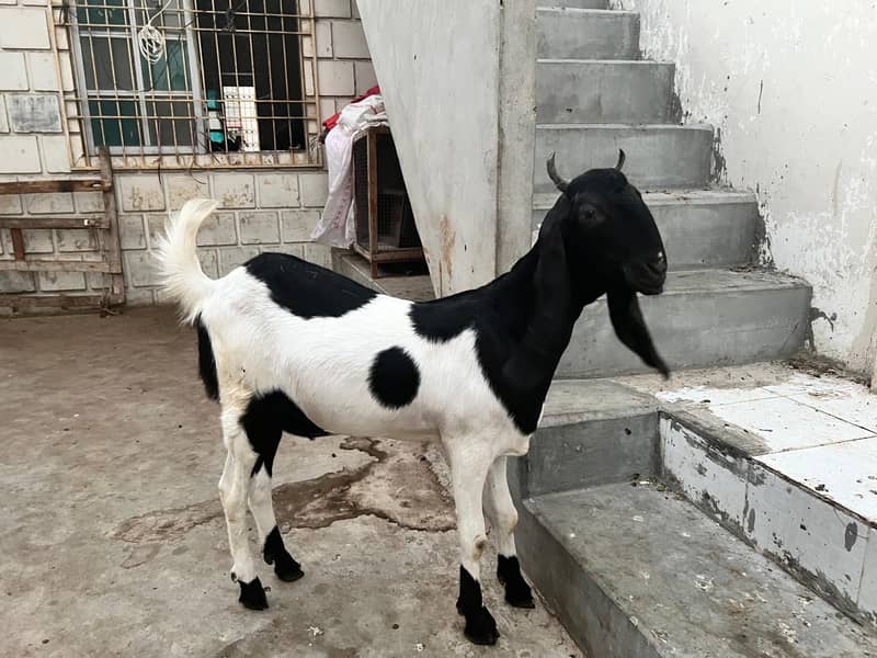 Bakri 2