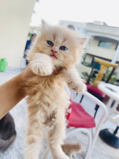 Pure breed Persian kittens
