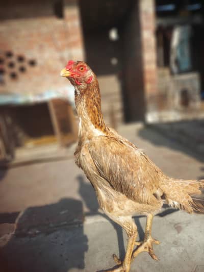 Shamo pair or trio set or only light sussex male for sale