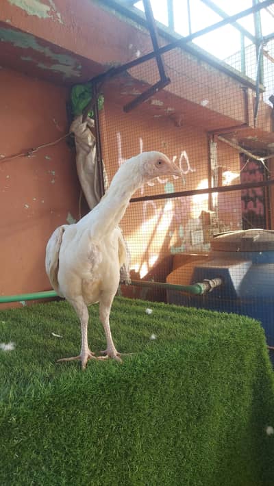 2 Heera Aseel Quality Chicks Females