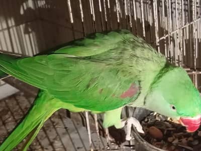 Kashmiri Raw female parrot