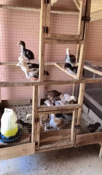 Aseel Java Chick’s