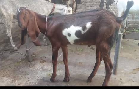 Goat for sale