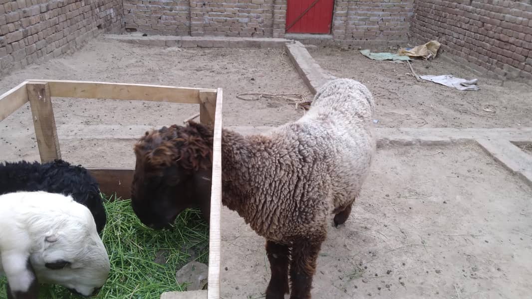 چھترے ۔ 1دنمبہ 2دانت 1