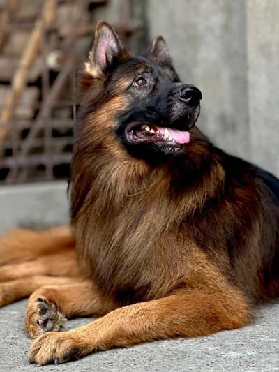 German shepherd long coat male imported