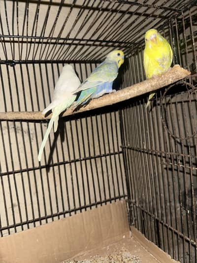 Rainbow and red eye budgie parrots
