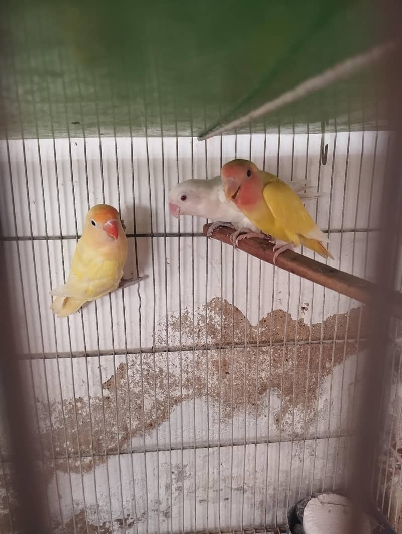 breeder pair 2