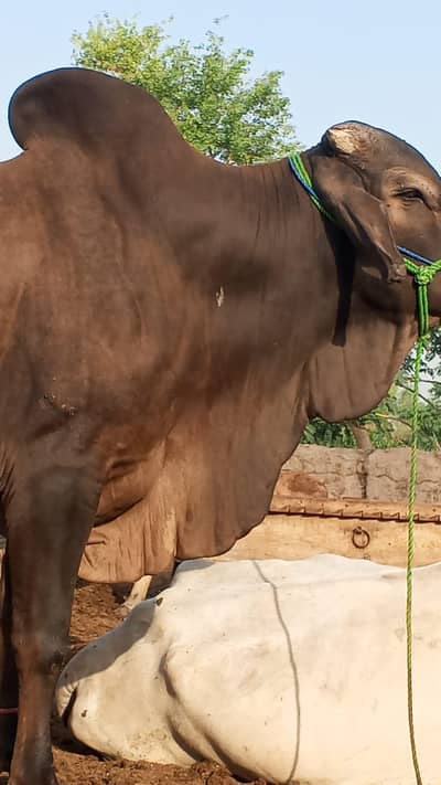 1 Premium Cholistani bachray  for sale for Qurbani