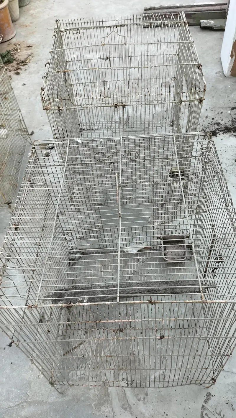 cages 4 kami beshi hojaye gi thori si — photo 2