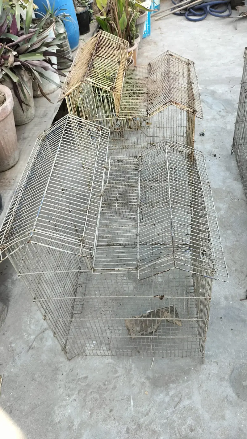 cages 4 kami beshi hojaye gi thori si — photo 5