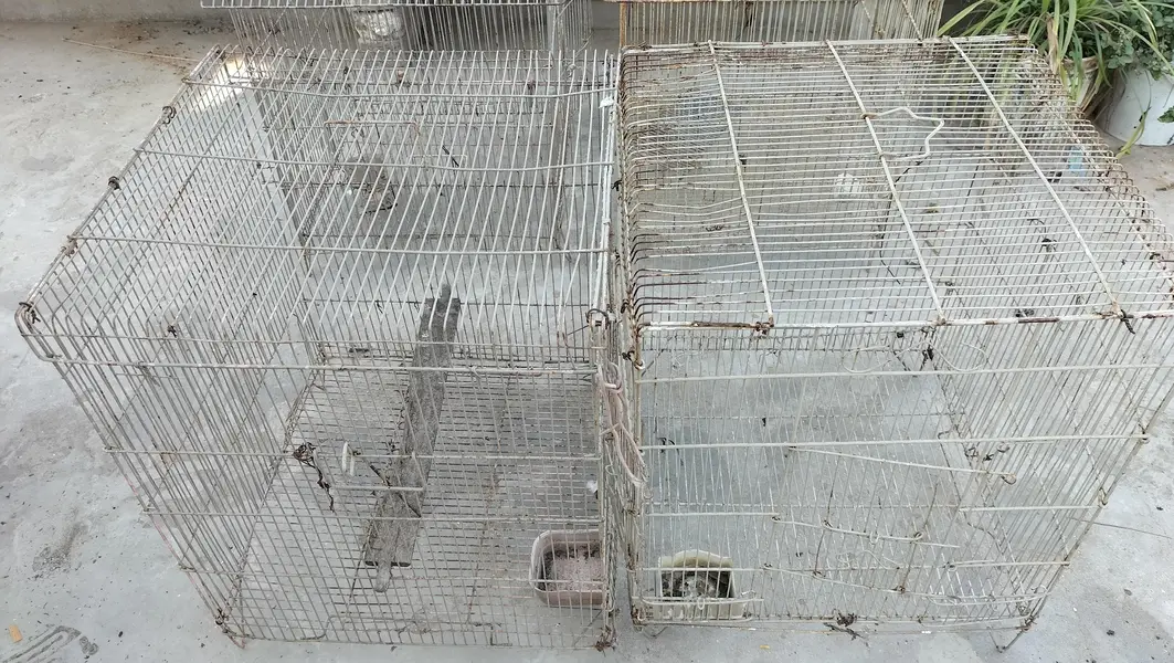 cages 4 kami beshi hojaye gi thori si — photo 6