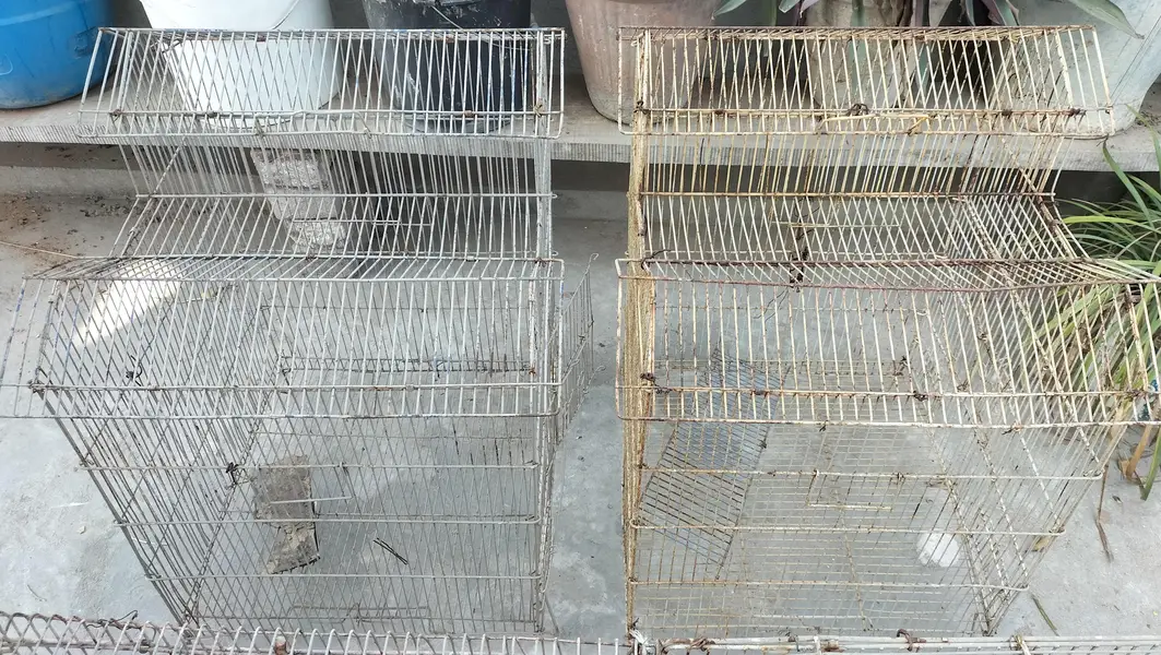 cages 4 kami beshi hojaye gi thori si — photo 7