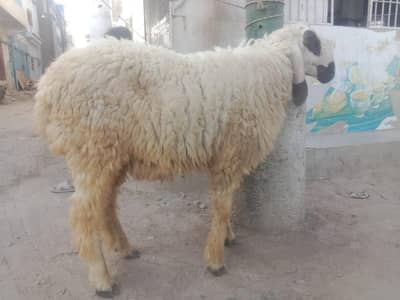 2 dant dumba