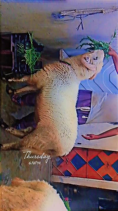 long tail sheep