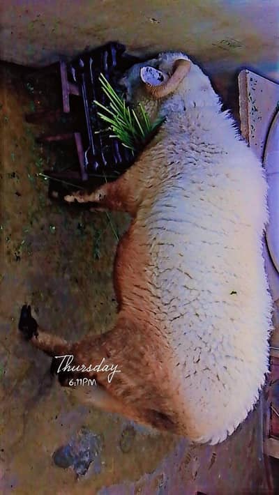 long tail sheep Ghar ka bacha he