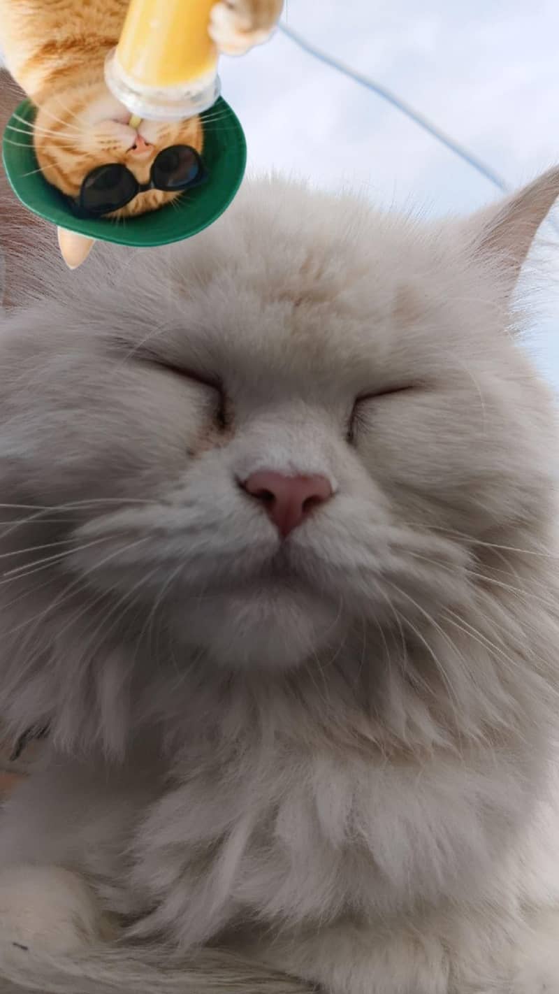 Persian Cat 0