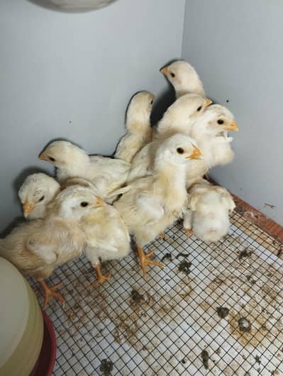 Aseel Heera Chicks