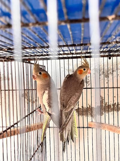 Grey Cockatiel Chics