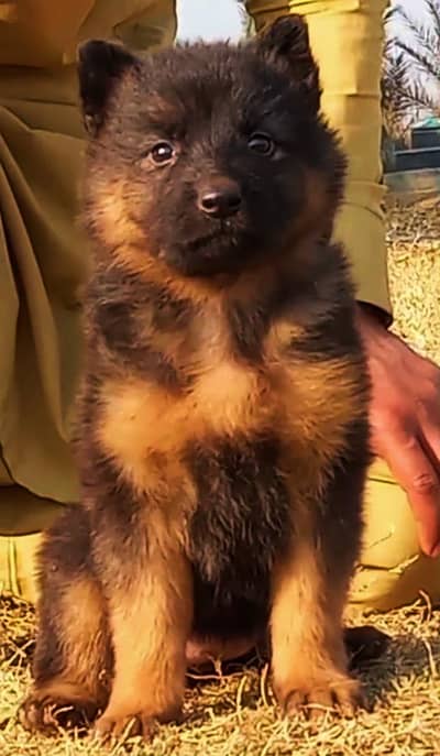 German Shepherd long coat female two month for sale