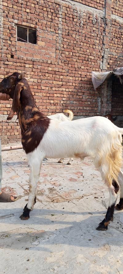 Qurbani Goats available